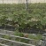 越王草莓苗大量上市中穴盘育苗成品率高支持视频看货