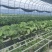 越王草莓苗大量上市中穴盘育苗成品率高支持视频看货