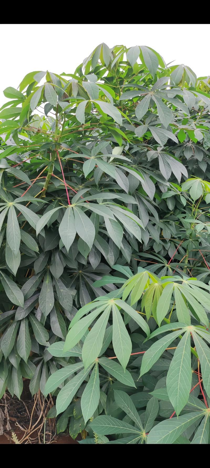 木薯种苗面包木薯木薯梗红皮白肉面包木薯新鲜木薯苗红皮木薯