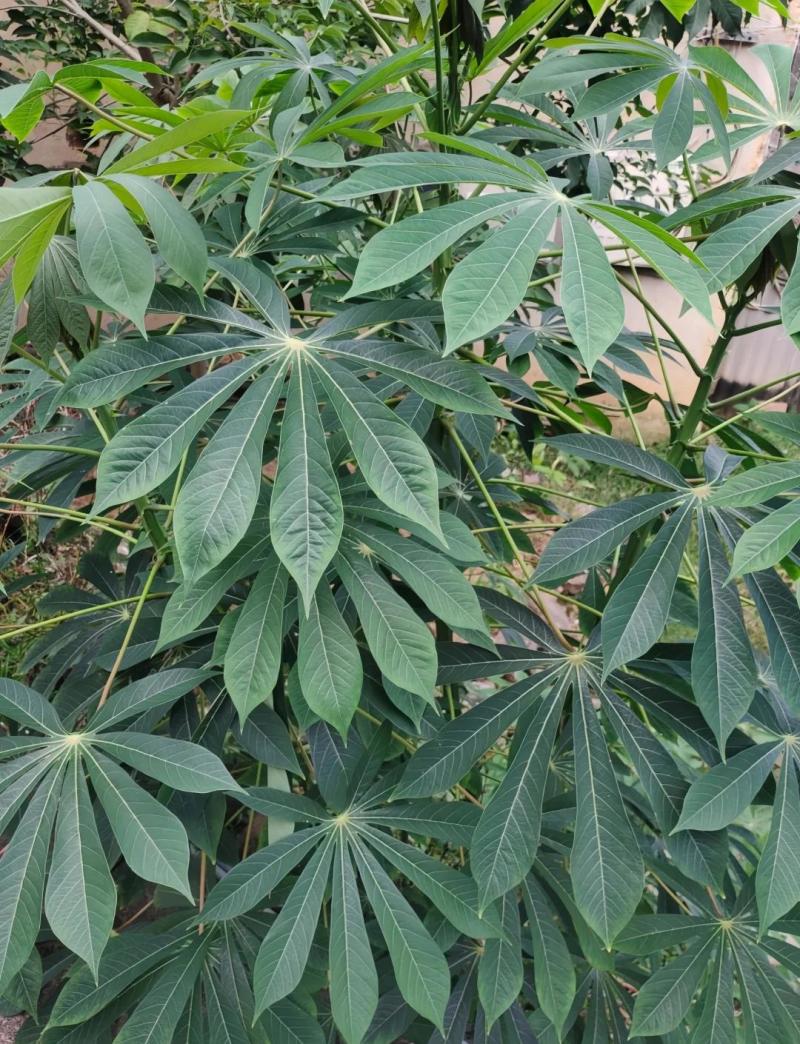 木薯种苗面包木薯木薯梗红皮白肉面包木薯新鲜木薯苗红皮木薯