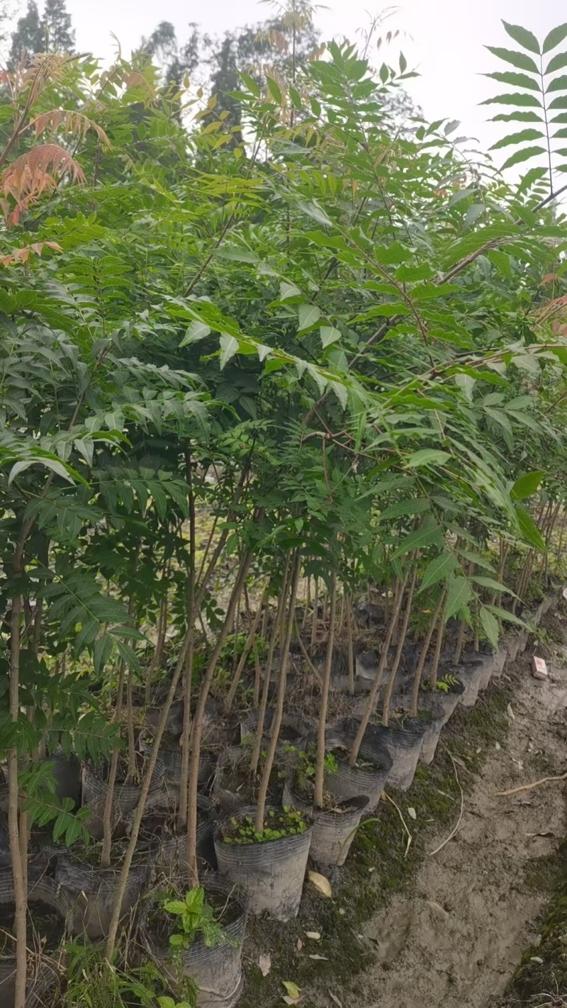黄连木杯苗