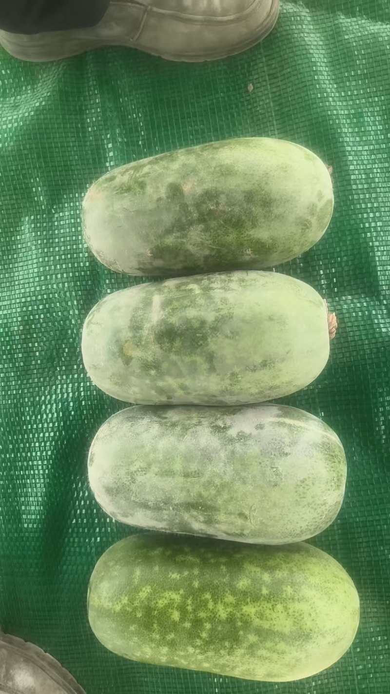 水果小冬瓜电商货大量供应质量保证