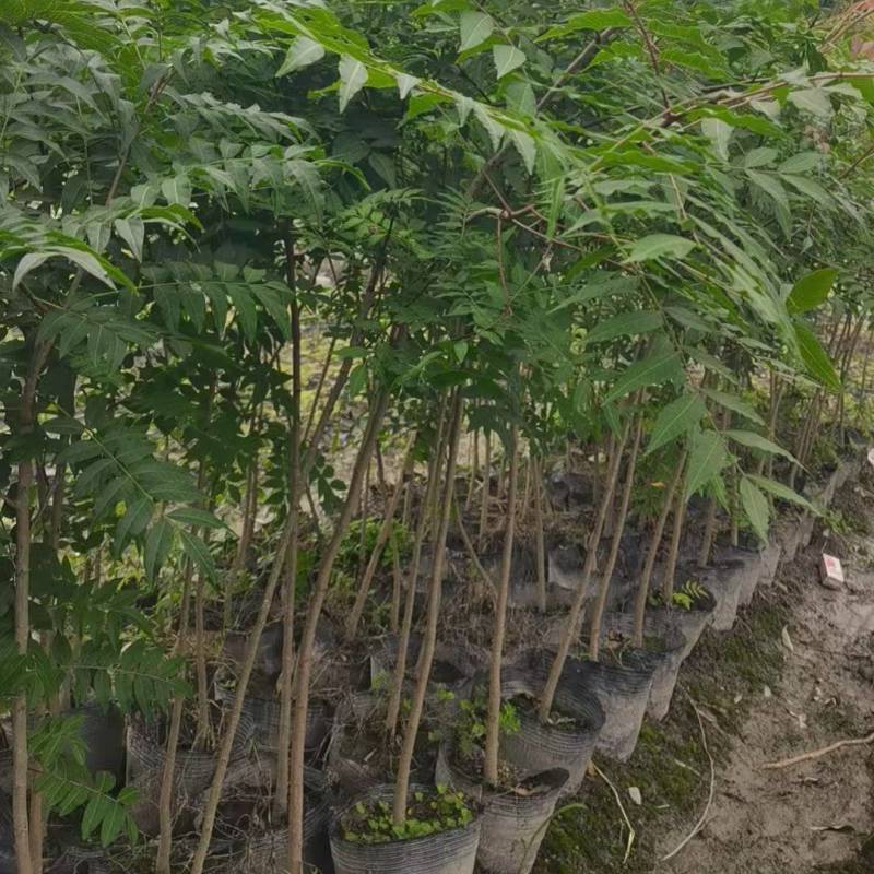 黄连木杯苗