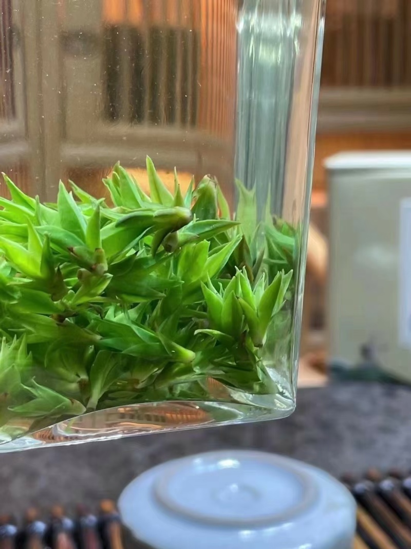 独芽小叶苦丁