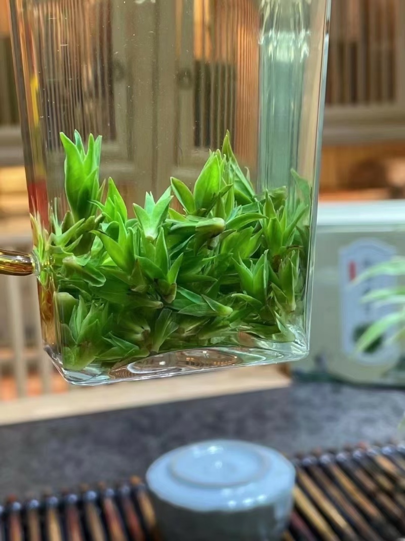 独芽小叶苦丁