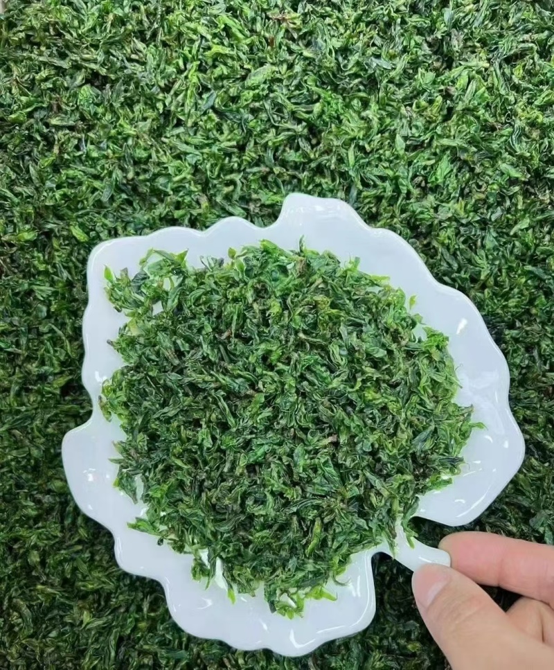 独芽小叶苦丁