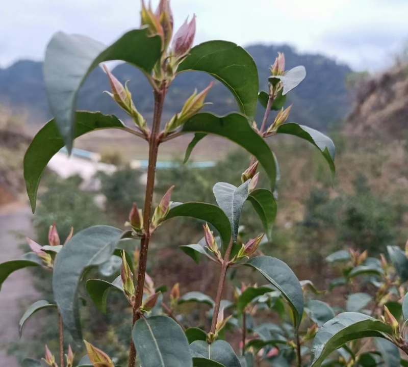 独芽小叶苦丁