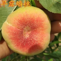 山东蒙阴早露蟠桃王母蟠桃六月初上市对接商超市场电商等渠道