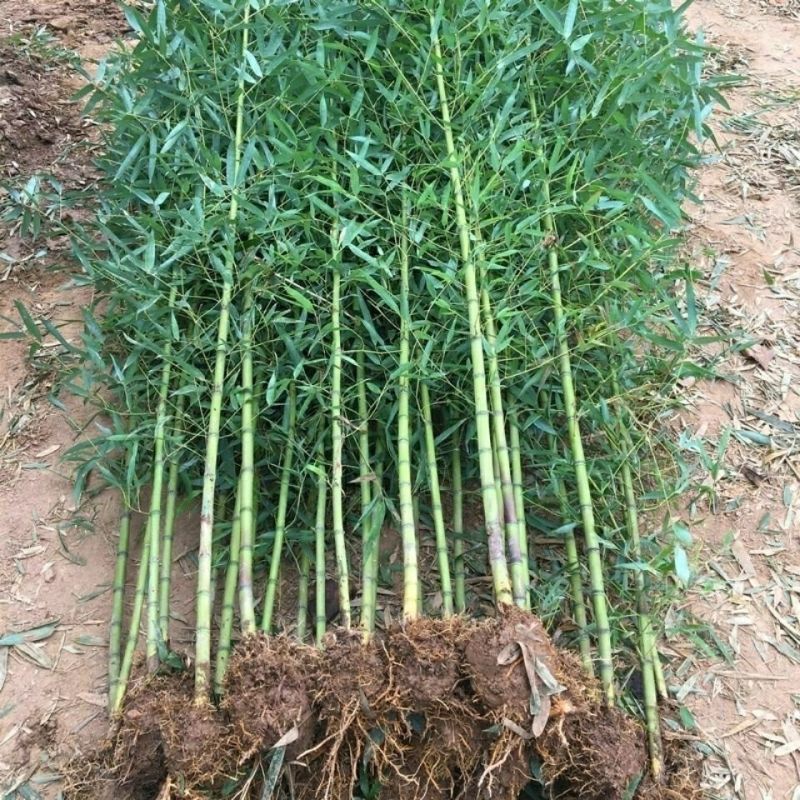 食用雷竹种苗现挖易活易种可做庭院