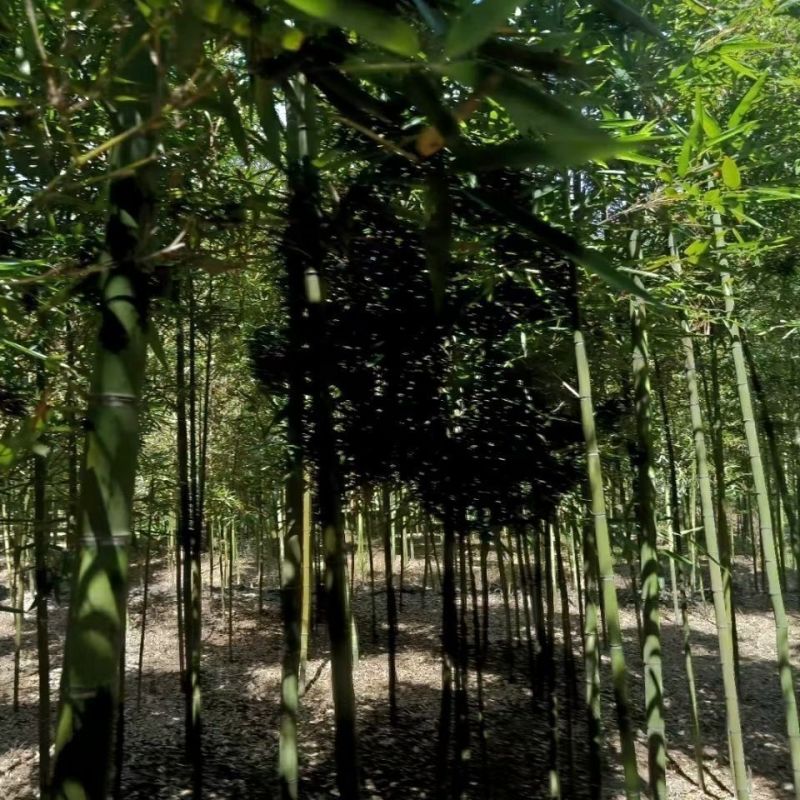 食用雷竹种苗现挖易活易种可做庭院