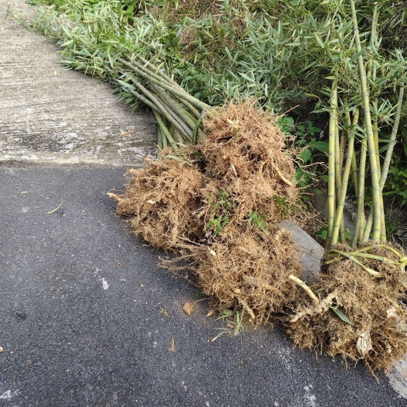 食用雷竹种苗现挖易活易种可做庭院