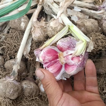 深州紫皮大蒜，半干蒜！