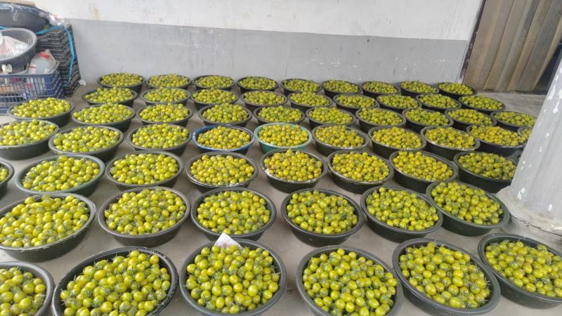 青口蜜小番茄产地直发青甜2号对接超市电商市场社区团购