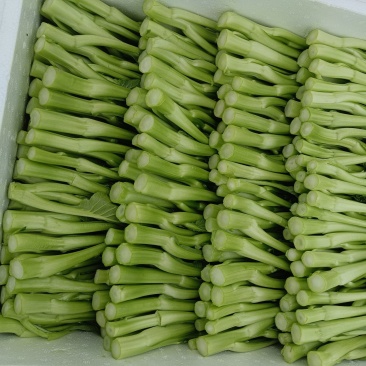 广东菜心