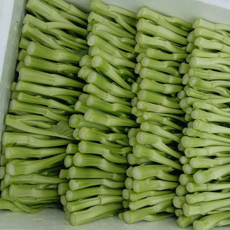 广东菜心