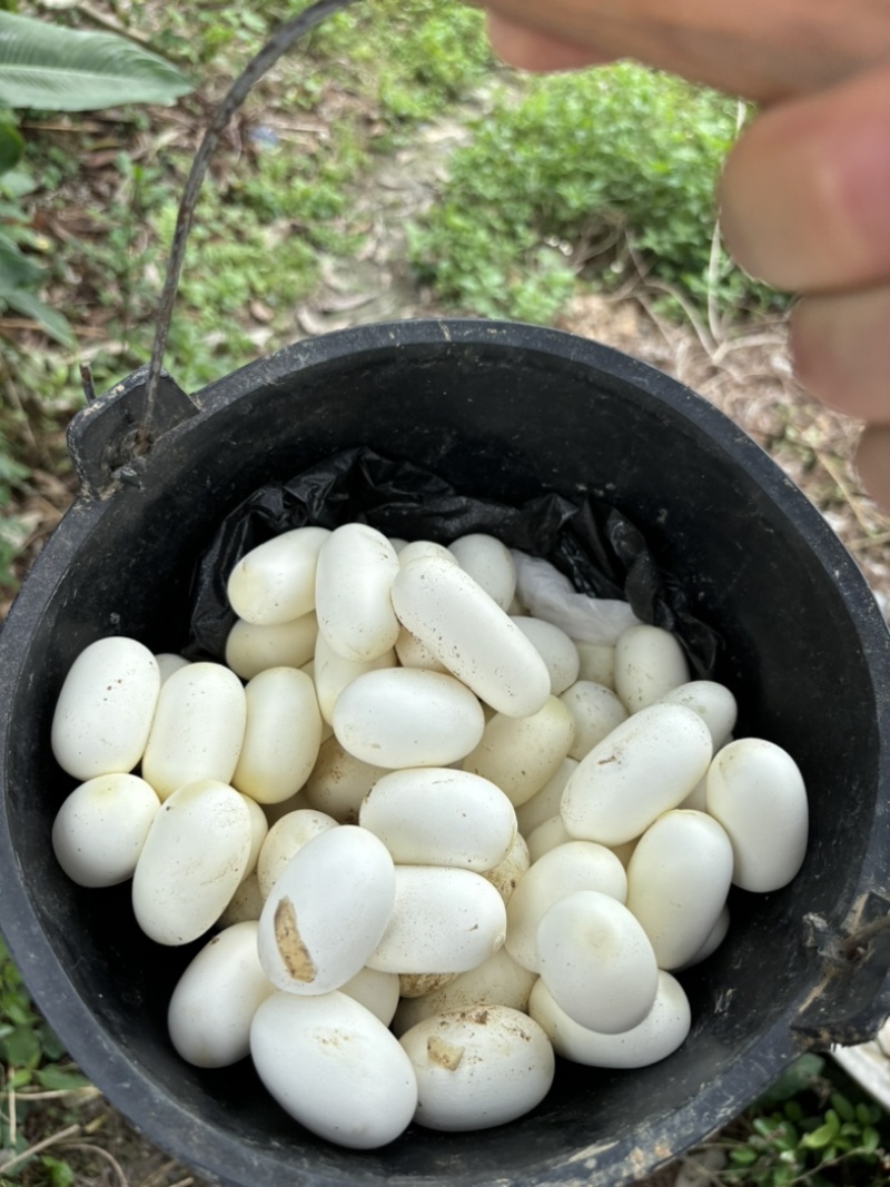 水律眼镜蛇蛋大量有货半露天养殖出苗率高需要的来