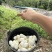 水律眼镜蛇蛋大量有货半露天养殖出苗率高需要的来
