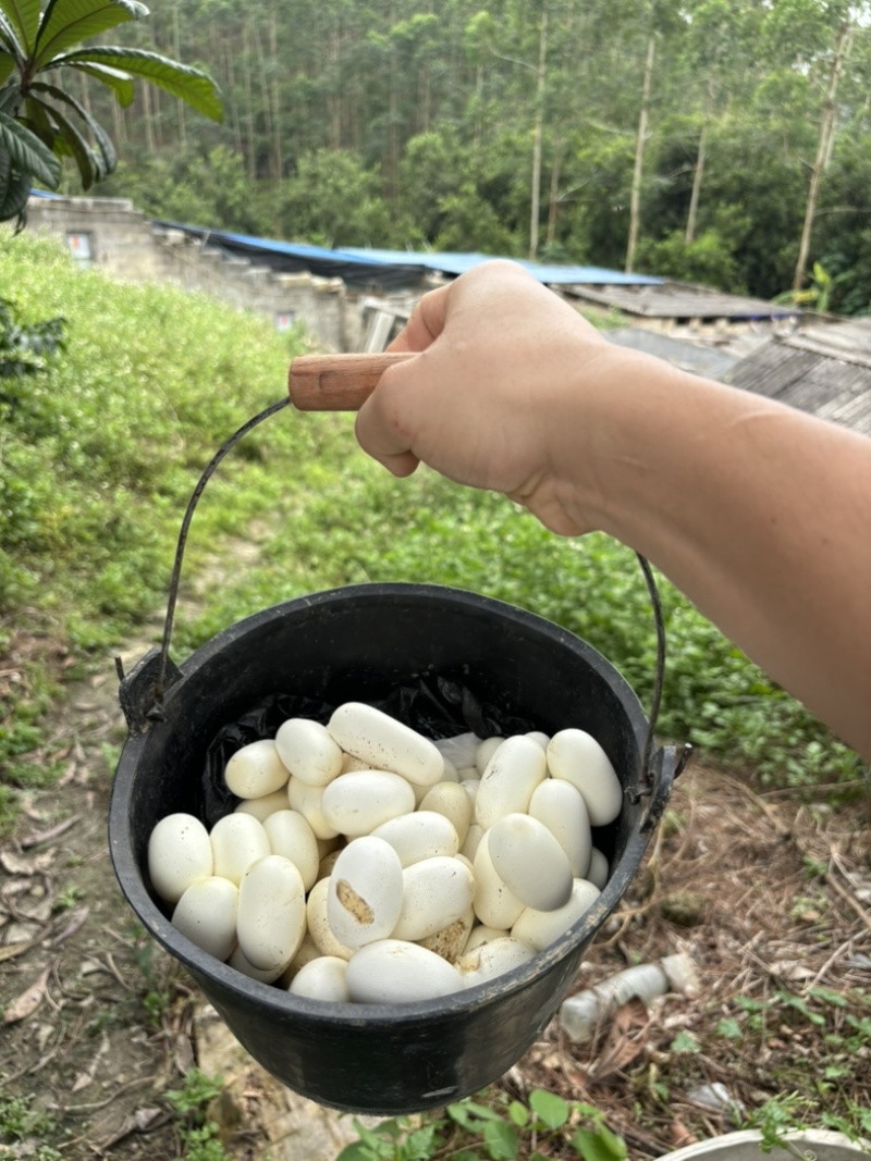 水律眼镜蛇蛋大量有货半露天养殖出苗率高需要的来