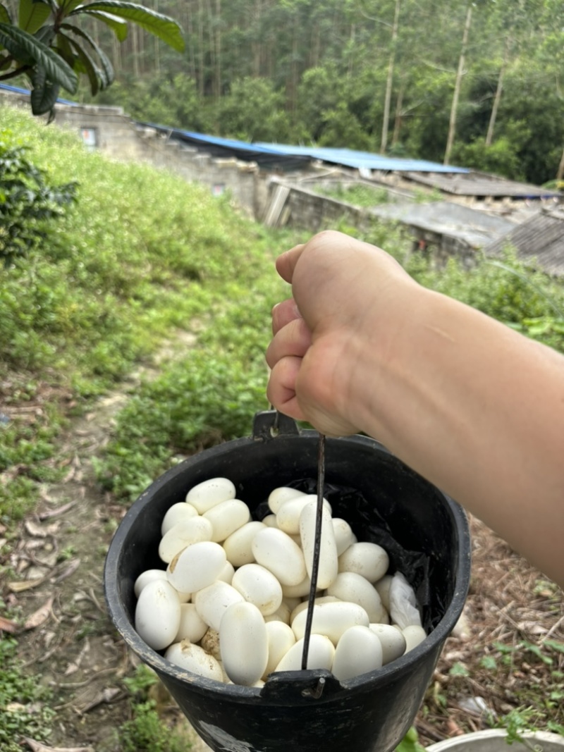 水律眼镜蛇蛋大量有货半露天养殖出苗率高需要的来