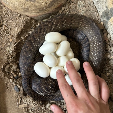 半露天养殖水律蛇眼镜蛇蛋出壳率高成活率高