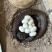 半露天养殖水律蛇眼镜蛇蛋出壳率高成活率高