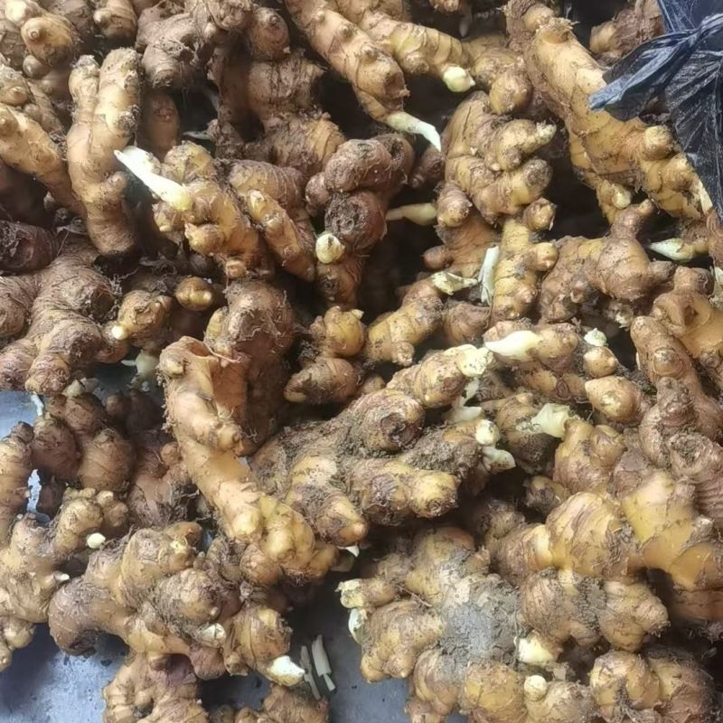 姜黄种子月子姜泰国姜咖喱香味红姜黄姜苗碎姜可做种