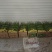 新鲜采摘鲜花丝瓜徐州新沂丝瓜适合超市批发欢迎前来咨询