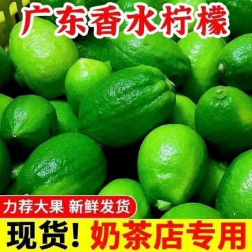 【正宗广东香水柠檬]广东品种无籽香水柠檬厚皮巨香果正宗