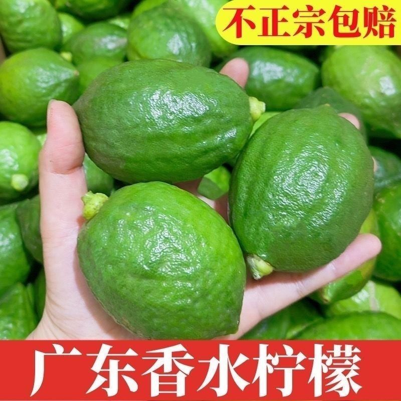 【正宗广东香水柠檬]广东品种无籽香水柠檬厚皮巨香果正宗