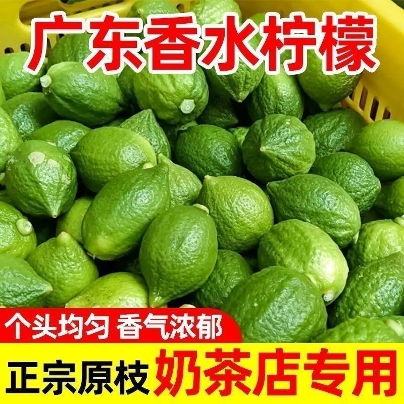 【正宗广东香水柠檬]广东品种无籽香水柠檬厚皮巨香果正宗