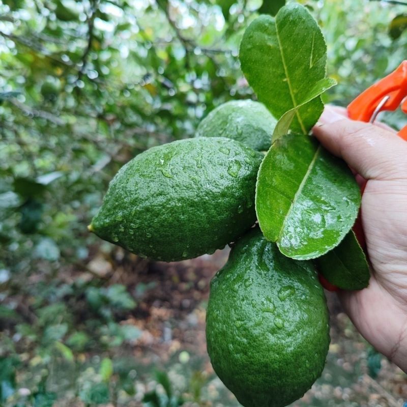 【正宗广东香水柠檬]广东品种无籽香水柠檬厚皮巨香果正宗