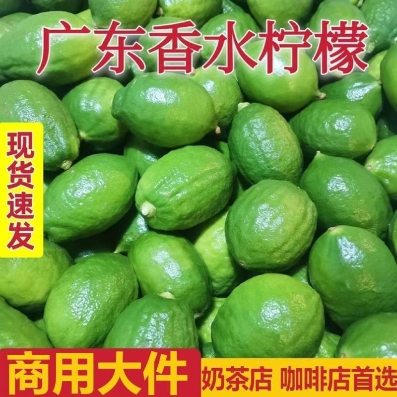 【正宗广东香水柠檬]广东品种无籽香水柠檬厚皮巨香果正宗