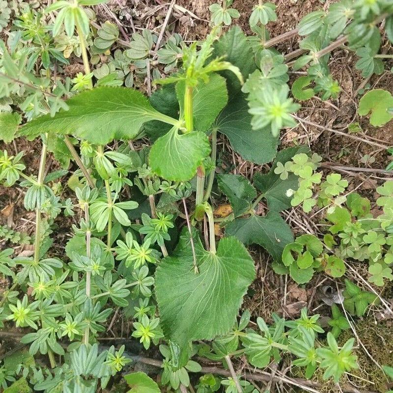 异叶茴芹种子山当归鹅脚板杏叶防风羊膳七百路通骚羊古羊山草