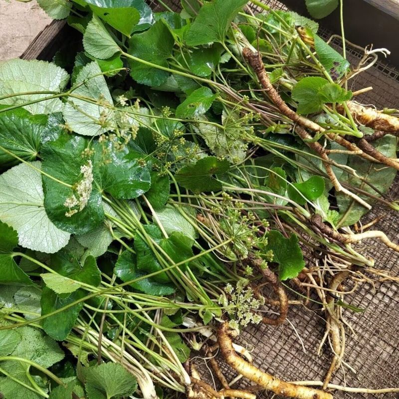 异叶茴芹种子山当归鹅脚板杏叶防风羊膳七百路通骚羊古羊山草
