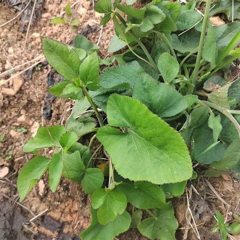 异叶茴芹种子山当归鹅脚板杏叶防风羊膳七百路通骚羊古羊山草