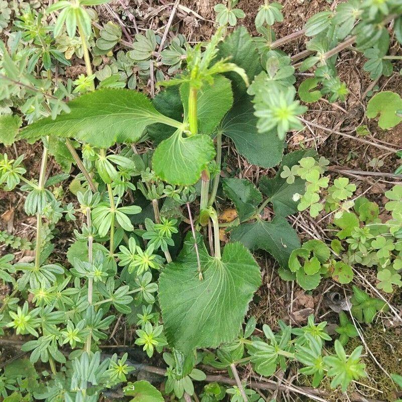 异叶茴芹种子山当归鹅脚板杏叶防风羊膳七百路通骚羊古羊山草