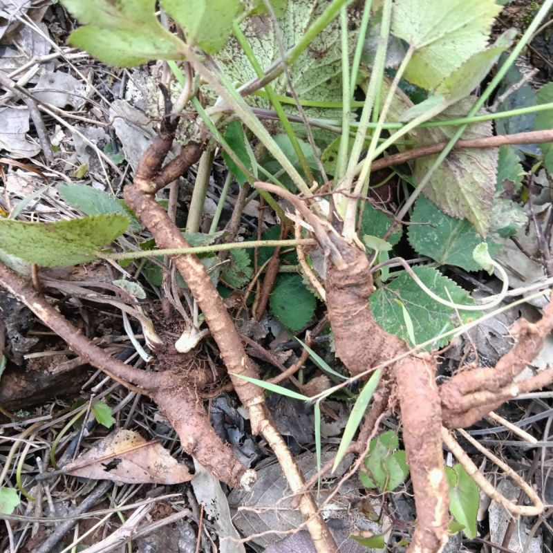 异叶茴芹种子山当归鹅脚板杏叶防风羊膳七百路通骚羊古羊山草