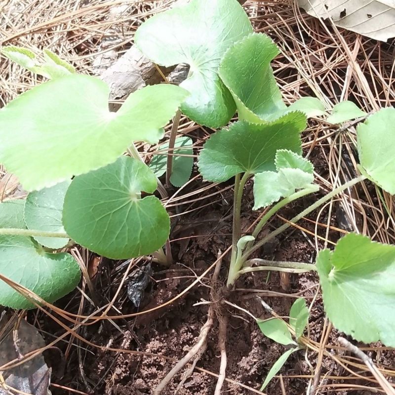 异叶茴芹种子山当归鹅脚板杏叶防风羊膳七百路通骚羊古羊山草