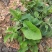 异叶茴芹种子山当归鹅脚板杏叶防风羊膳七百路通骚羊古羊山草