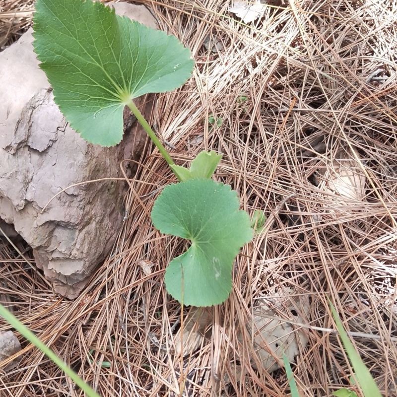 异叶茴芹种子山当归鹅脚板杏叶防风羊膳七百路通骚羊古羊山草