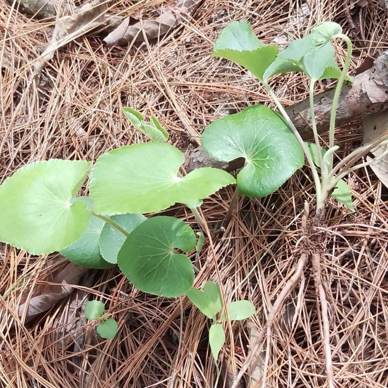 异叶茴芹种子山当归鹅脚板杏叶防风羊膳七百路通骚羊古羊山草