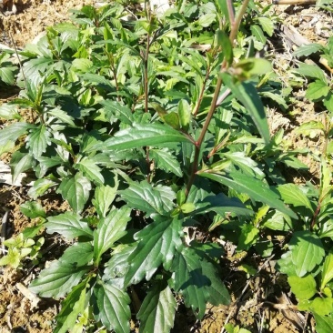 鱼秋串种子马路兰路边菊花鱼秋草脾草青里及脾草野生草本植物