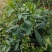 鱼秋串种子马路兰路边菊花鱼秋草脾草青里及脾草野生草本植物