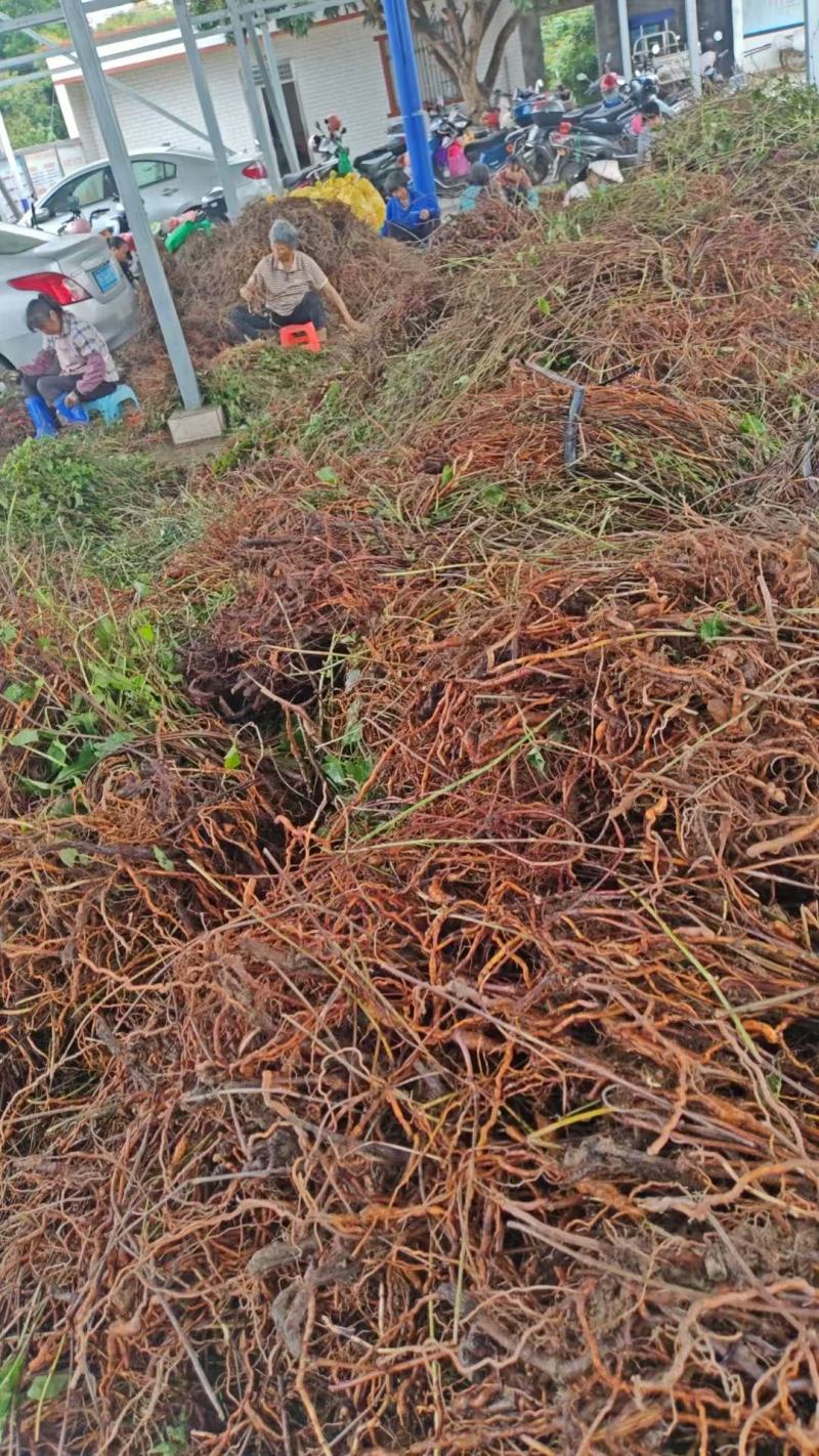 何首乌苗，提供技术支持，包回收，量大从优