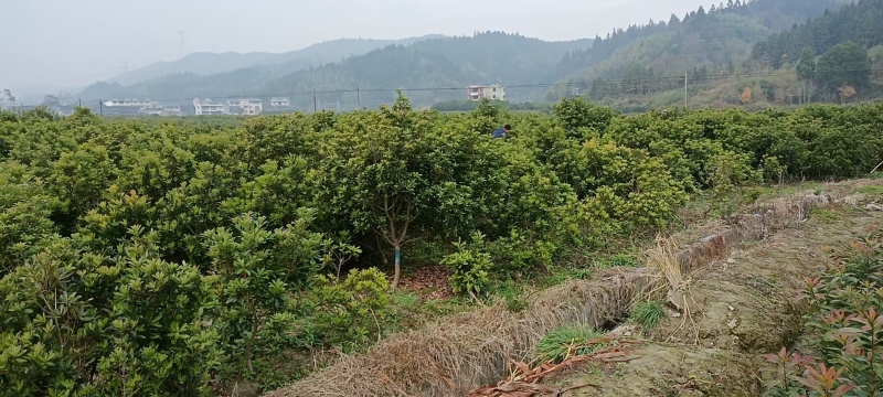 乌苏杨梅苗