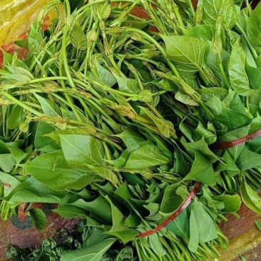 苦叶菜种子苦菜尖藤叶菜树上野菜多年生草本植物种籽