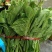 苦叶菜种子苦菜尖藤叶菜树上野菜多年生草本植物种籽