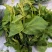 苦叶菜种子苦菜尖藤叶菜树上野菜多年生草本植物种籽