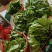 苦叶菜种子苦菜尖藤叶菜树上野菜多年生草本植物种籽
