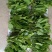 苦叶菜种子苦菜尖藤叶菜树上野菜多年生草本植物种籽